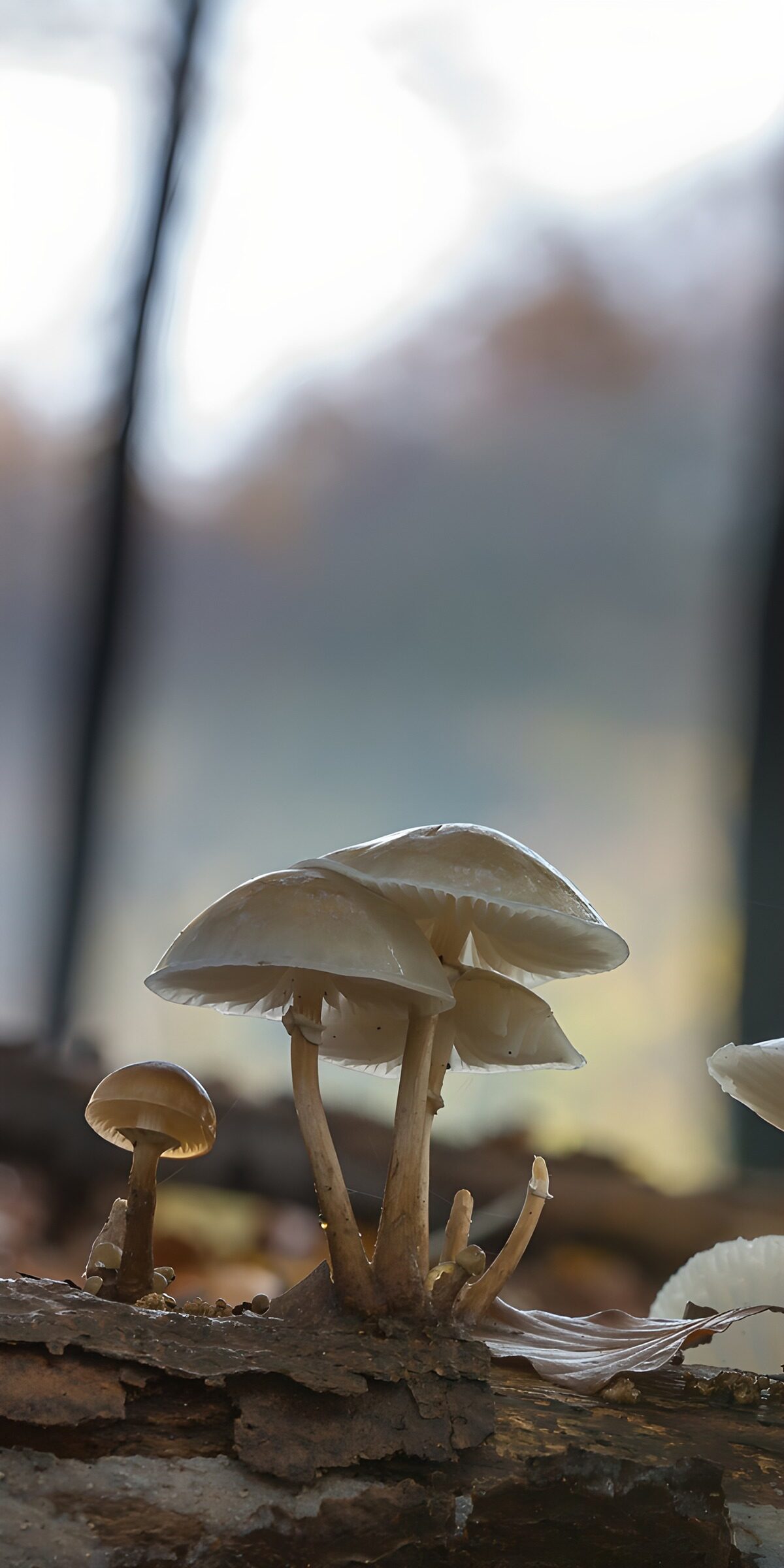 Pale mushrooms on a weathered log