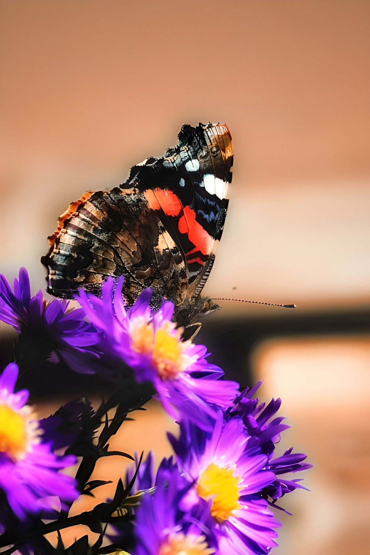 Red admiral on sunlit purple flowers