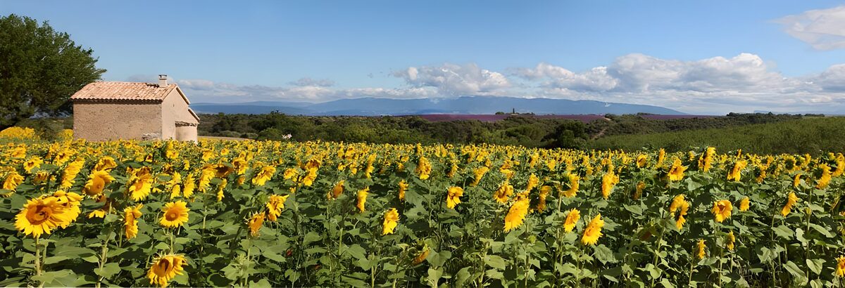 Sunflower field in the summer sunshine