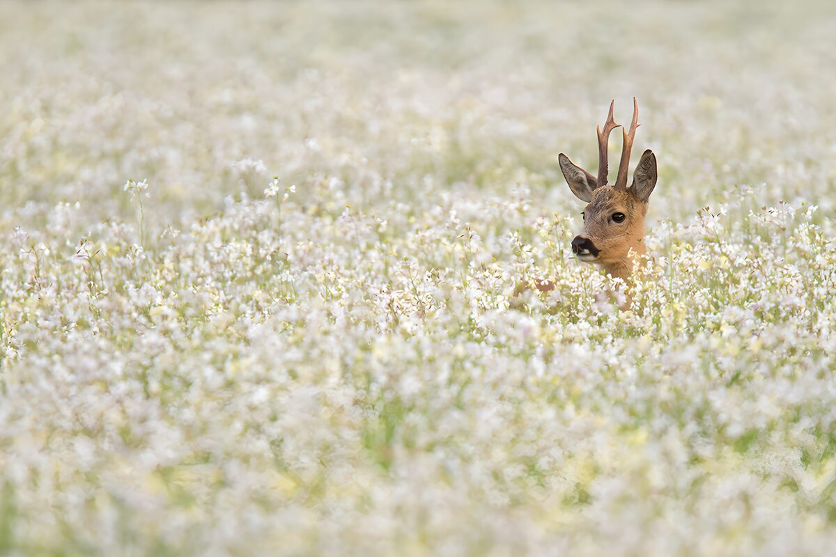 Roe deer among white wildflowers