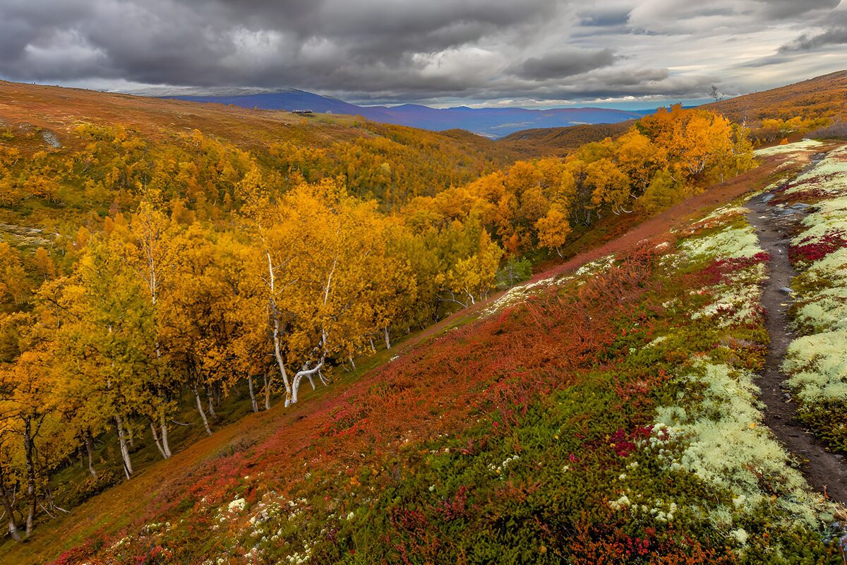 Golden autumn valley under grey skies