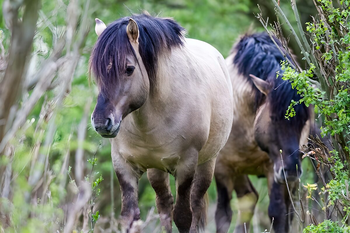 Two shaggy horses among green shrubs