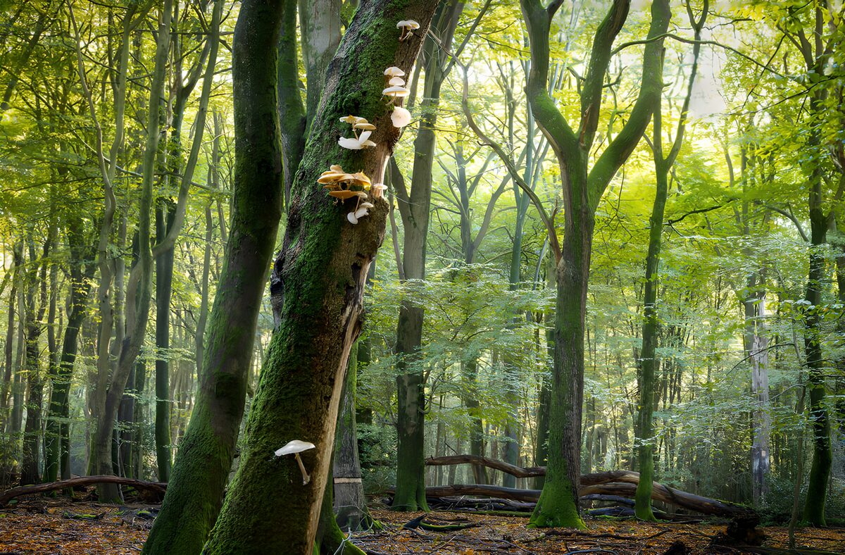 Moss and mushrooms in dappled woodland