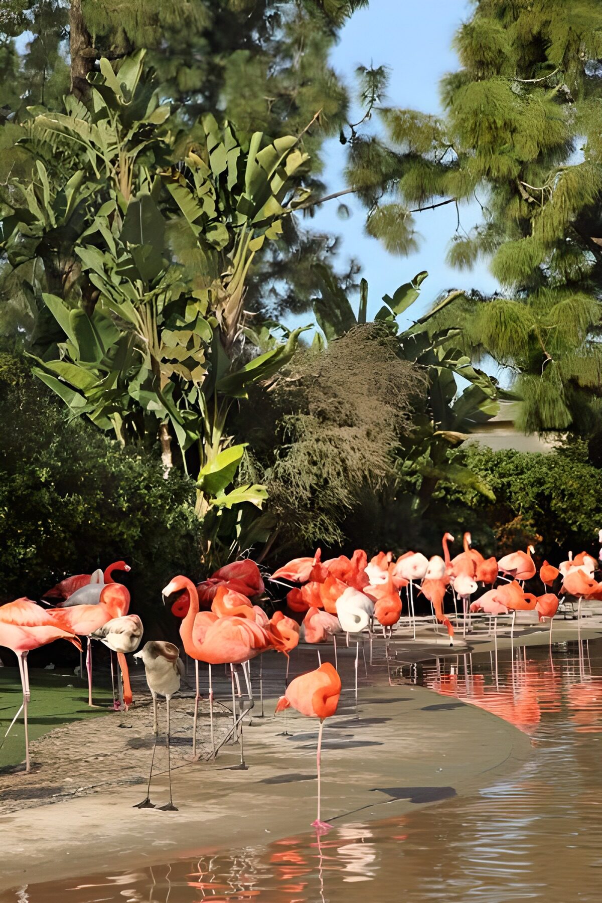 Flamingos on a sunlit pond shore