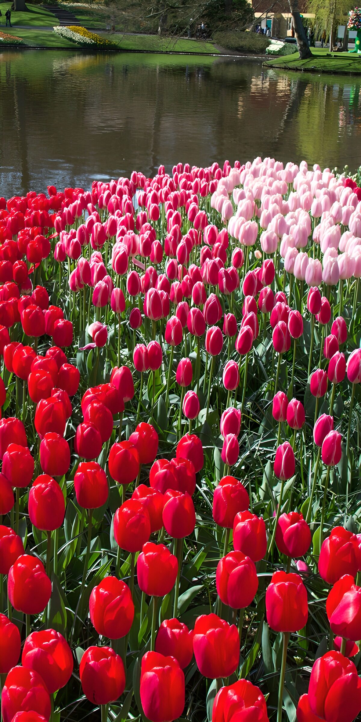 Red and pink tulips in spring sunshine
