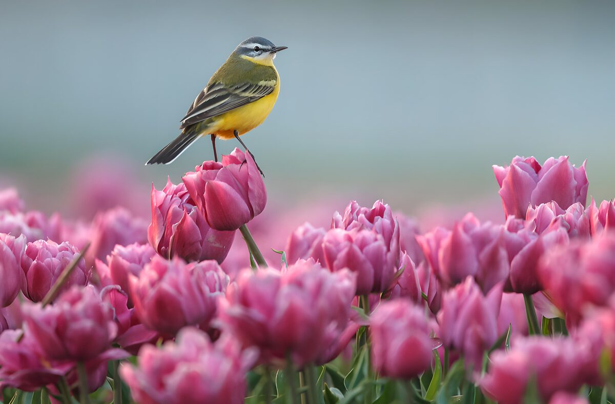 Yellow wagtail on pink tulips in spring