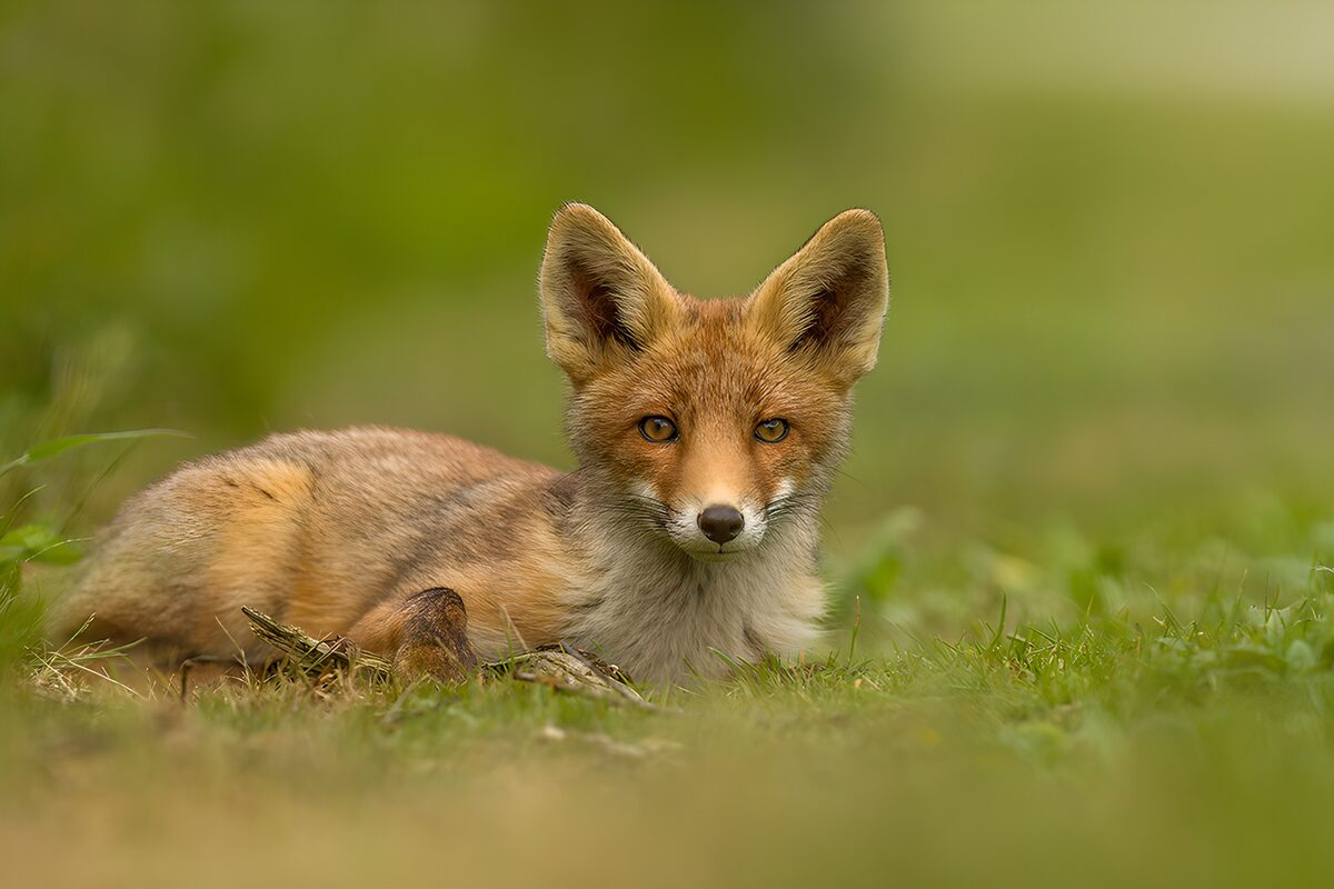 Young red fox resting in the grass