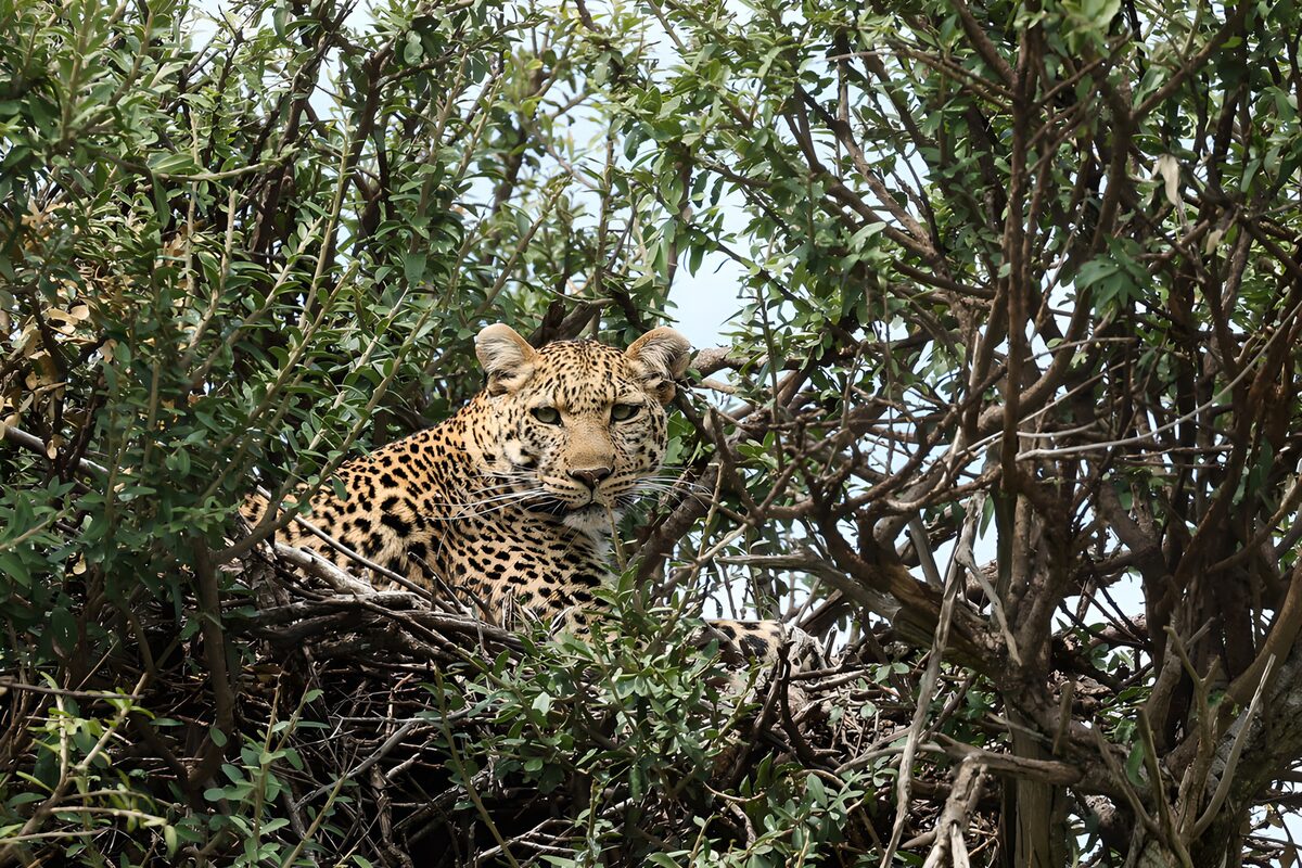 Leopard resting among leafy branches