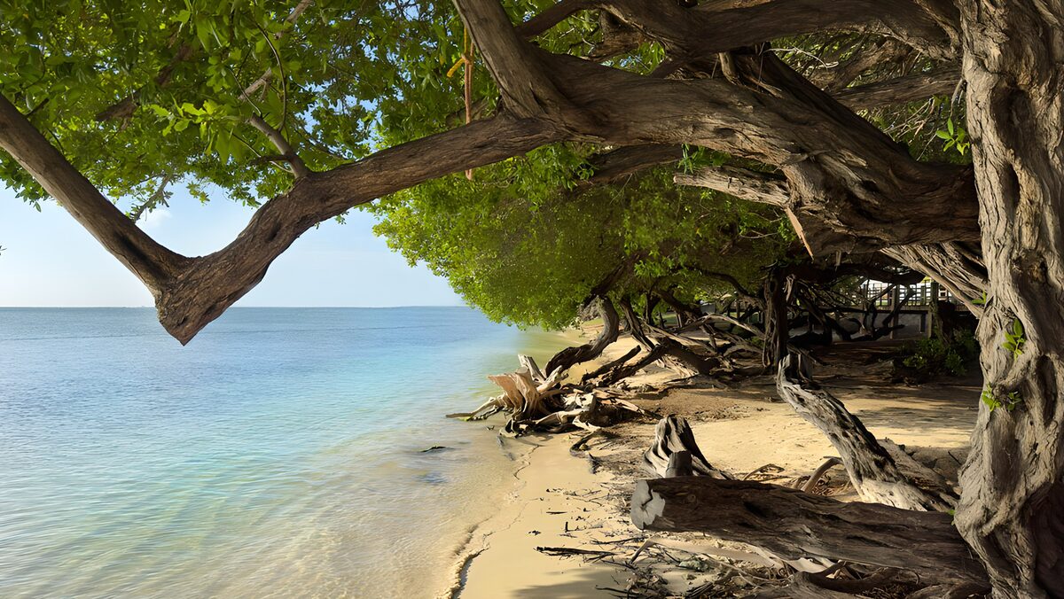 Tree-shaded beach and turquoise sea