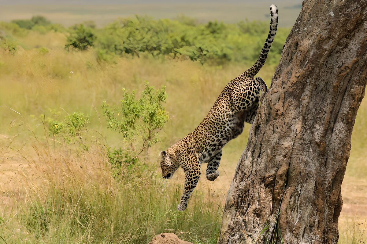 Leopard leaping headfirst from a tree