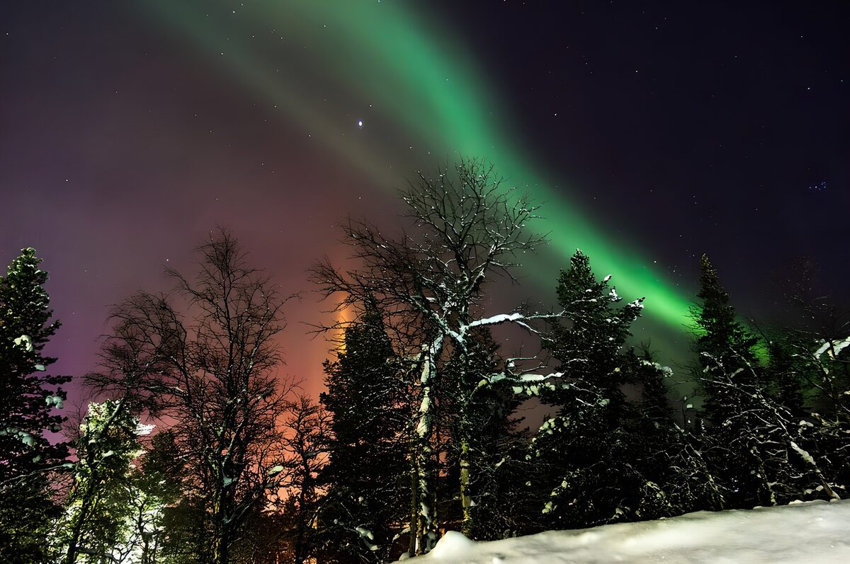 Northern lights over a hushed snowy forest
