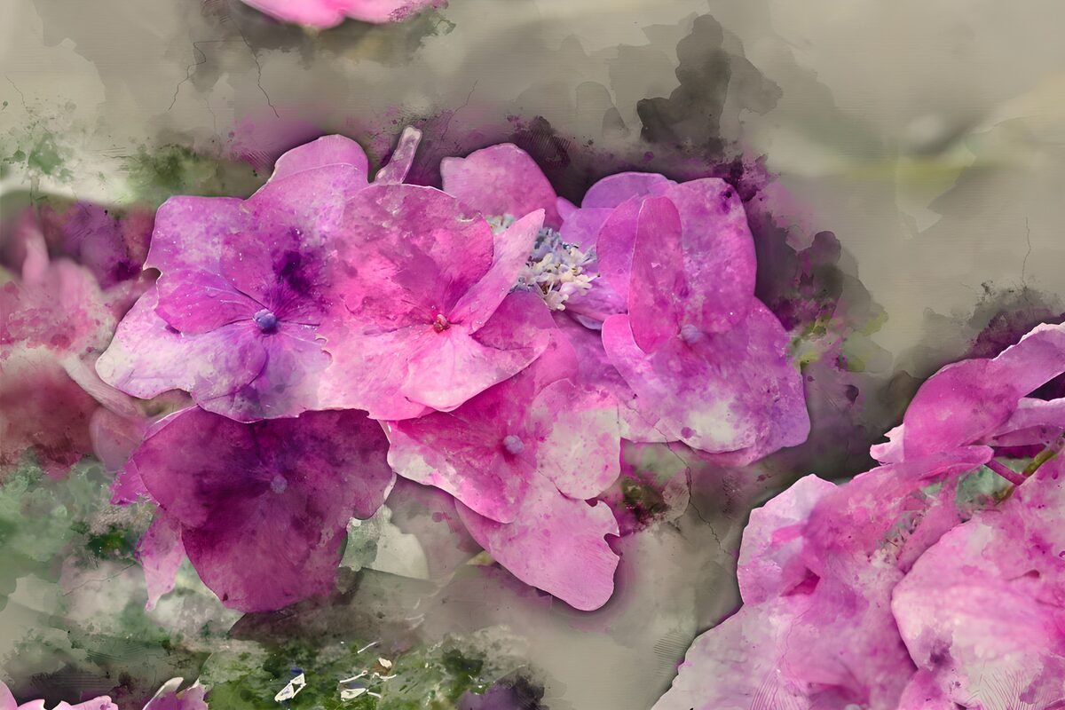 Pink hydrangeas in soft watercolour