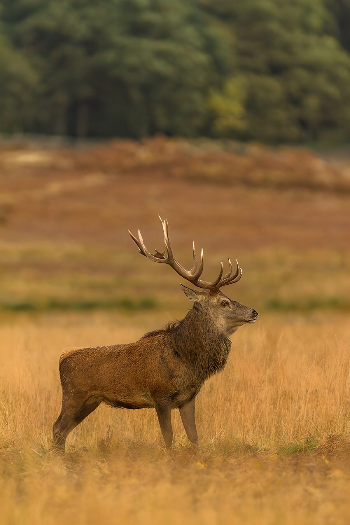 Red deer stag in golden grass
