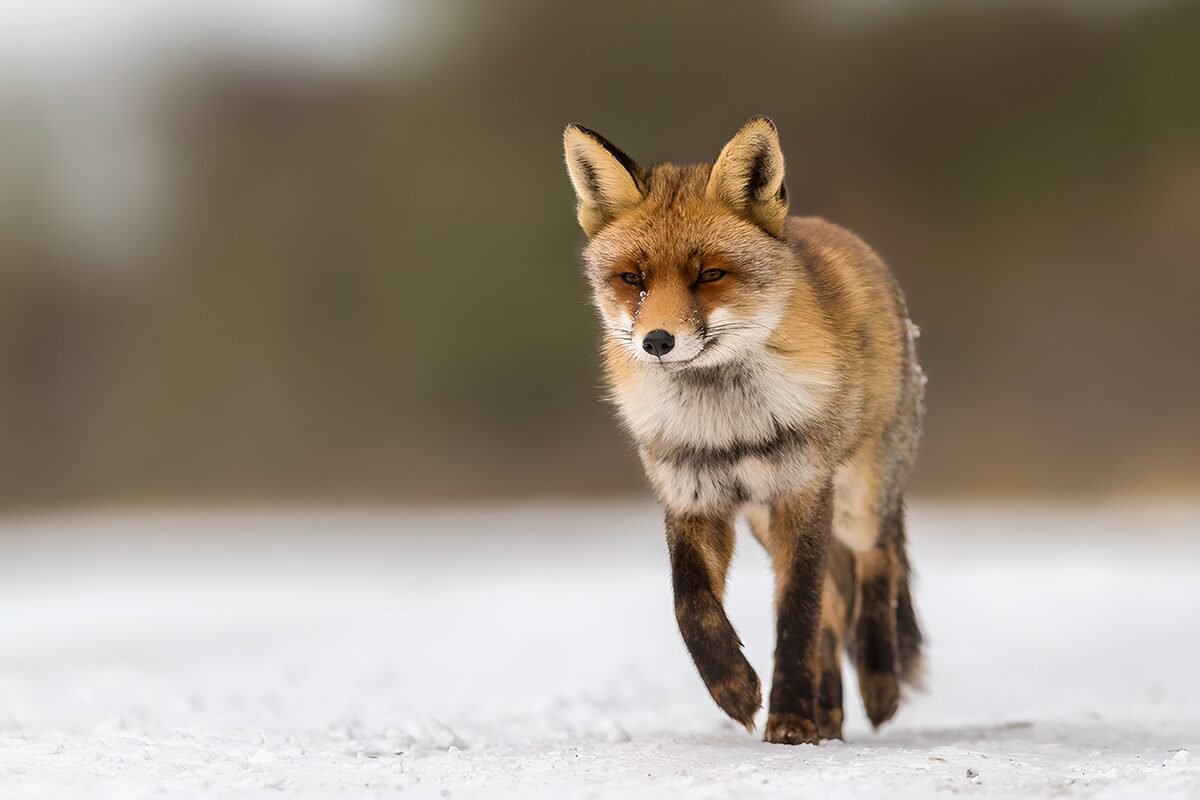 Red fox stepping through quiet snow