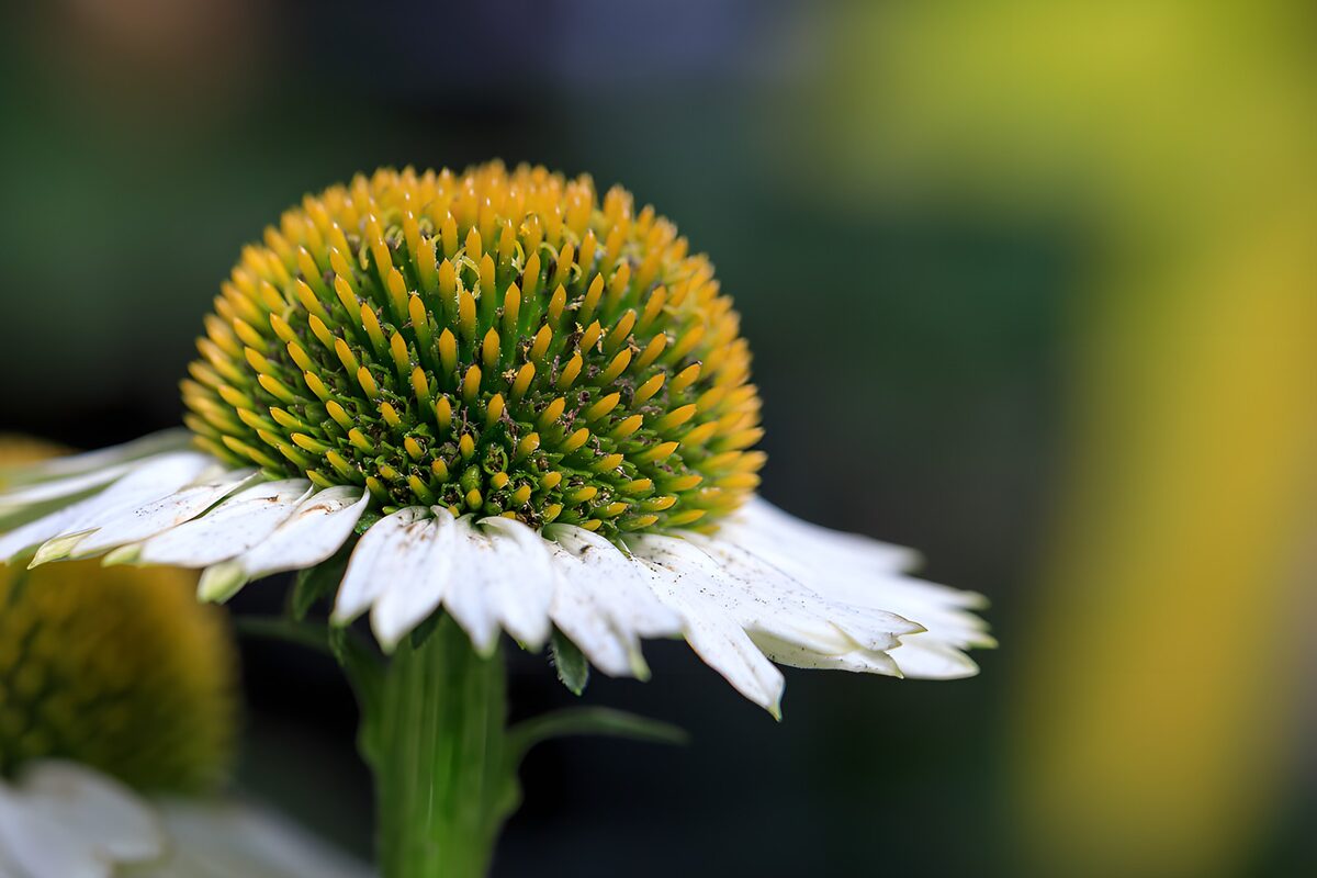White coneflower in soft light