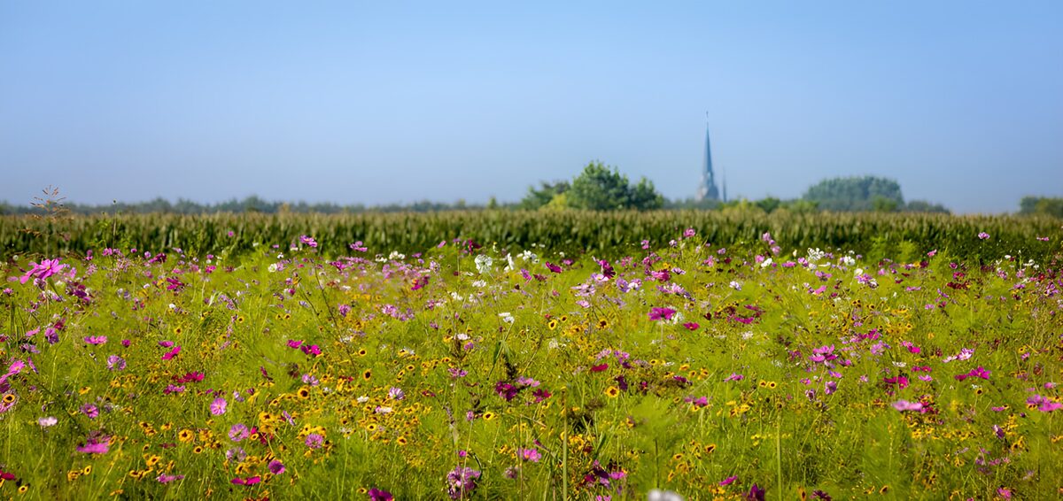 Wildflower meadow under a blue sky