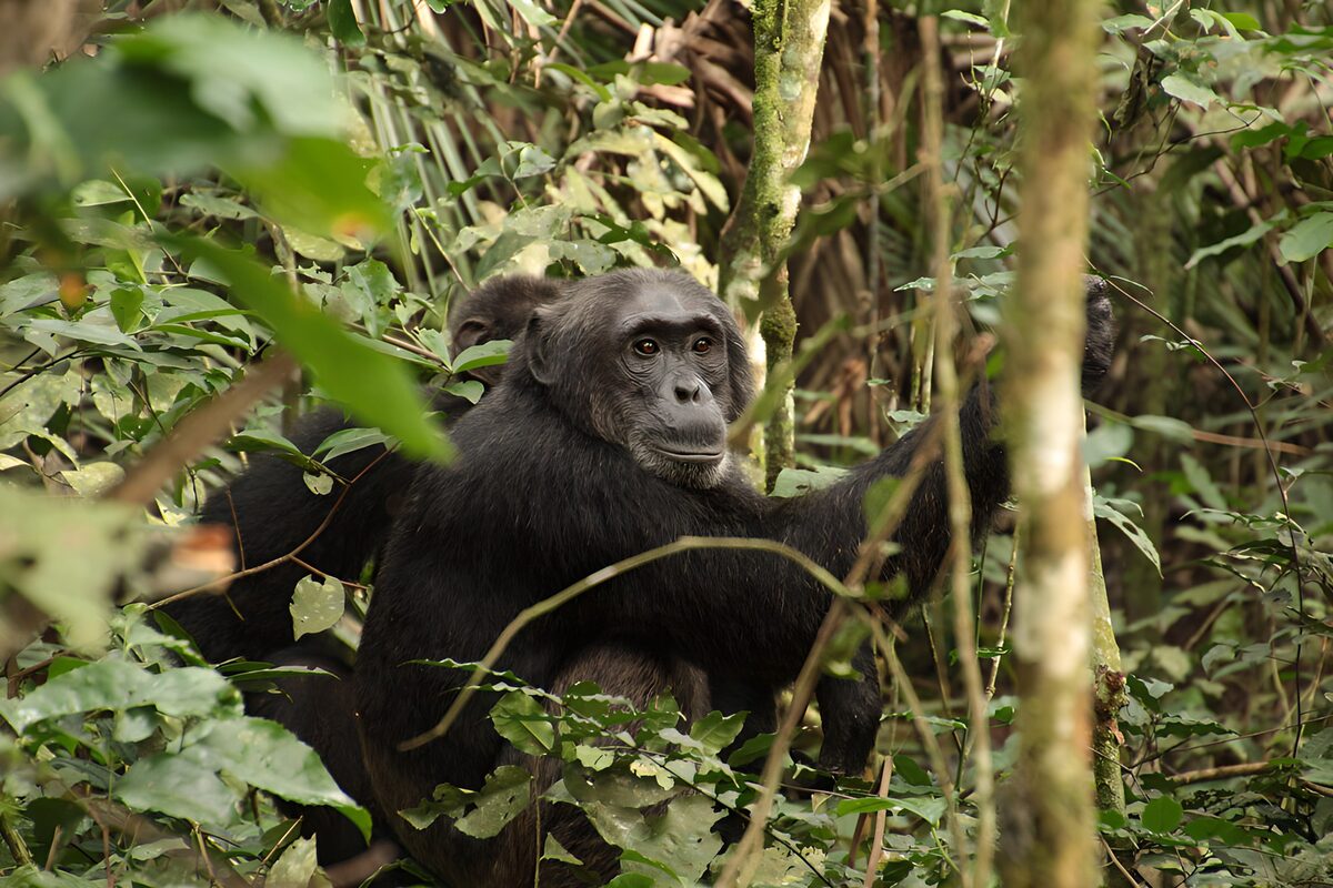 Watchful chimpanzees among green leaves