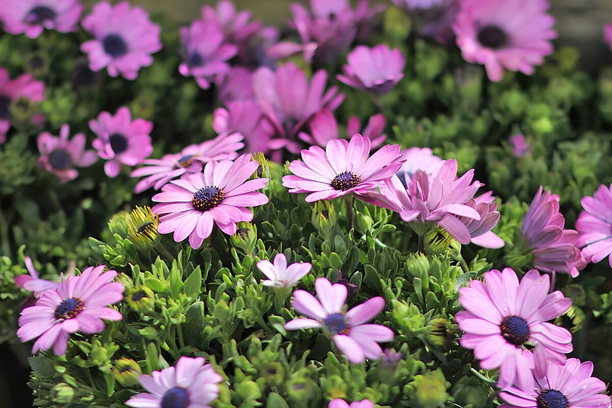 Pink African daisies in the sunshine