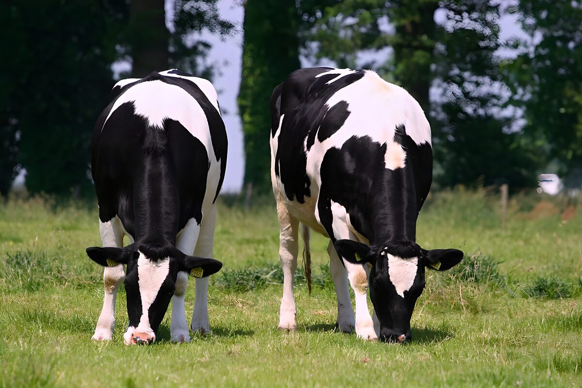 Two black-and-white cows in summer grass