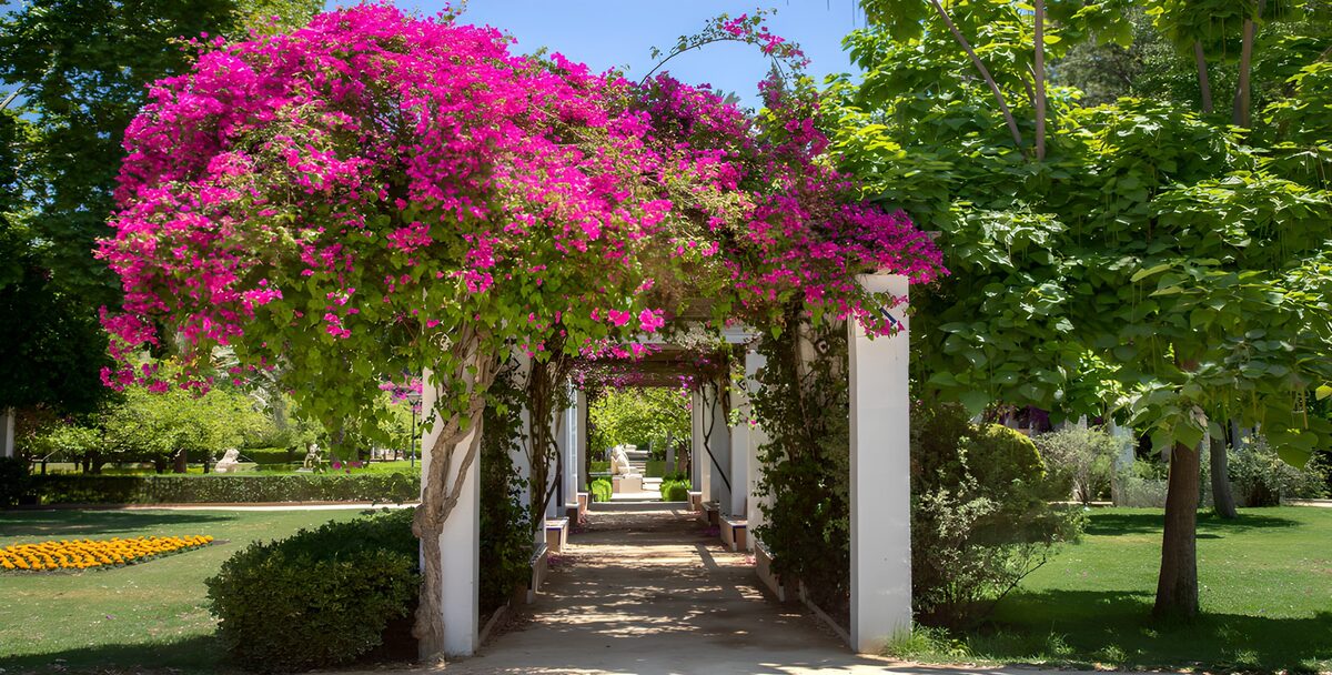 Bougainvillea pergola in the sunshine