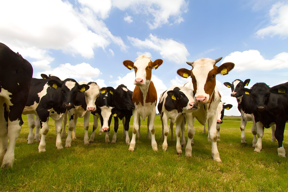 Cows together in a sunlit pasture