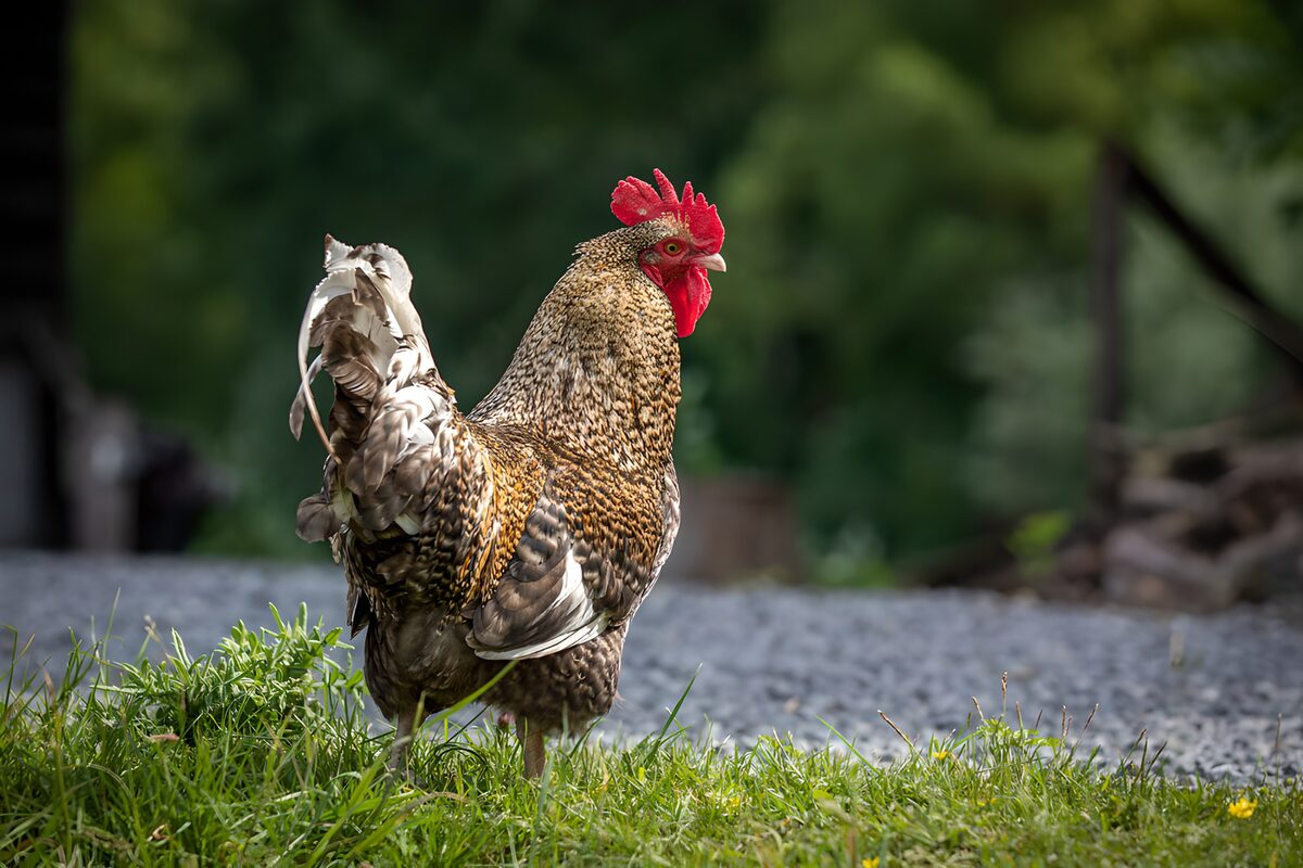 Cockerel standing in sunlit grass