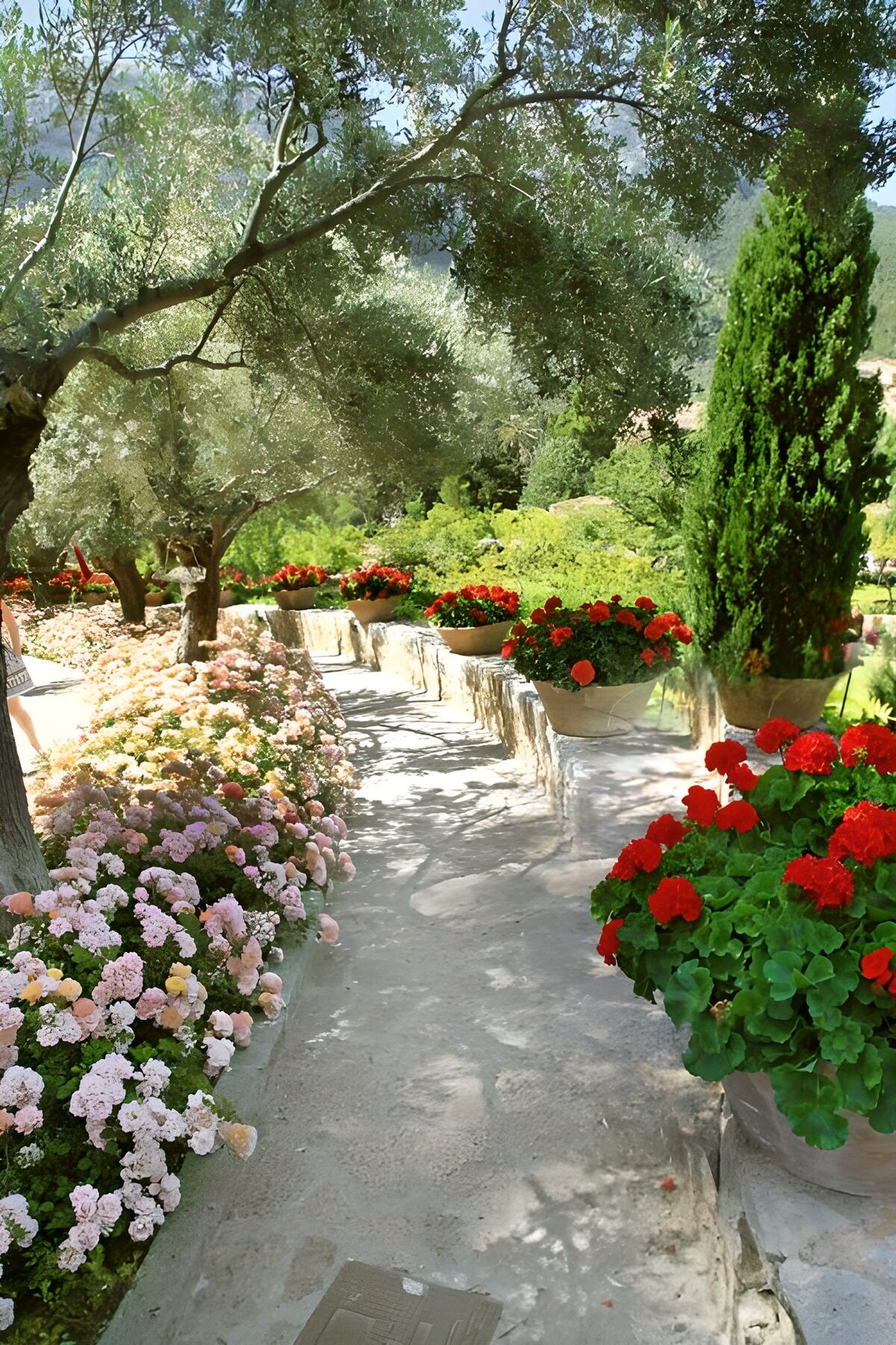 Sunlit garden path with red geraniums