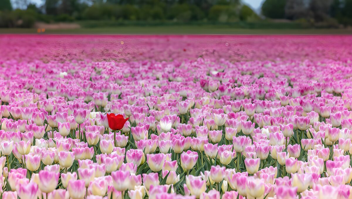 One red tulip in a pink and white field