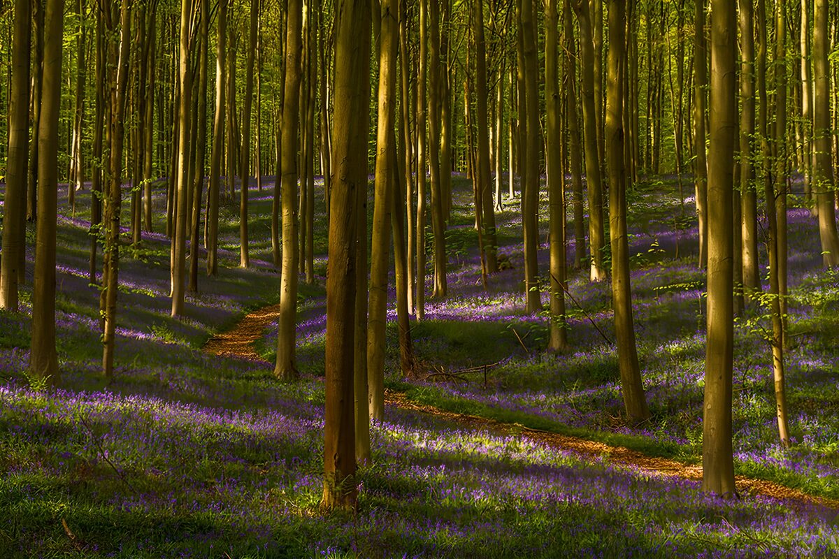 Sunlit woodland path through purple flowers