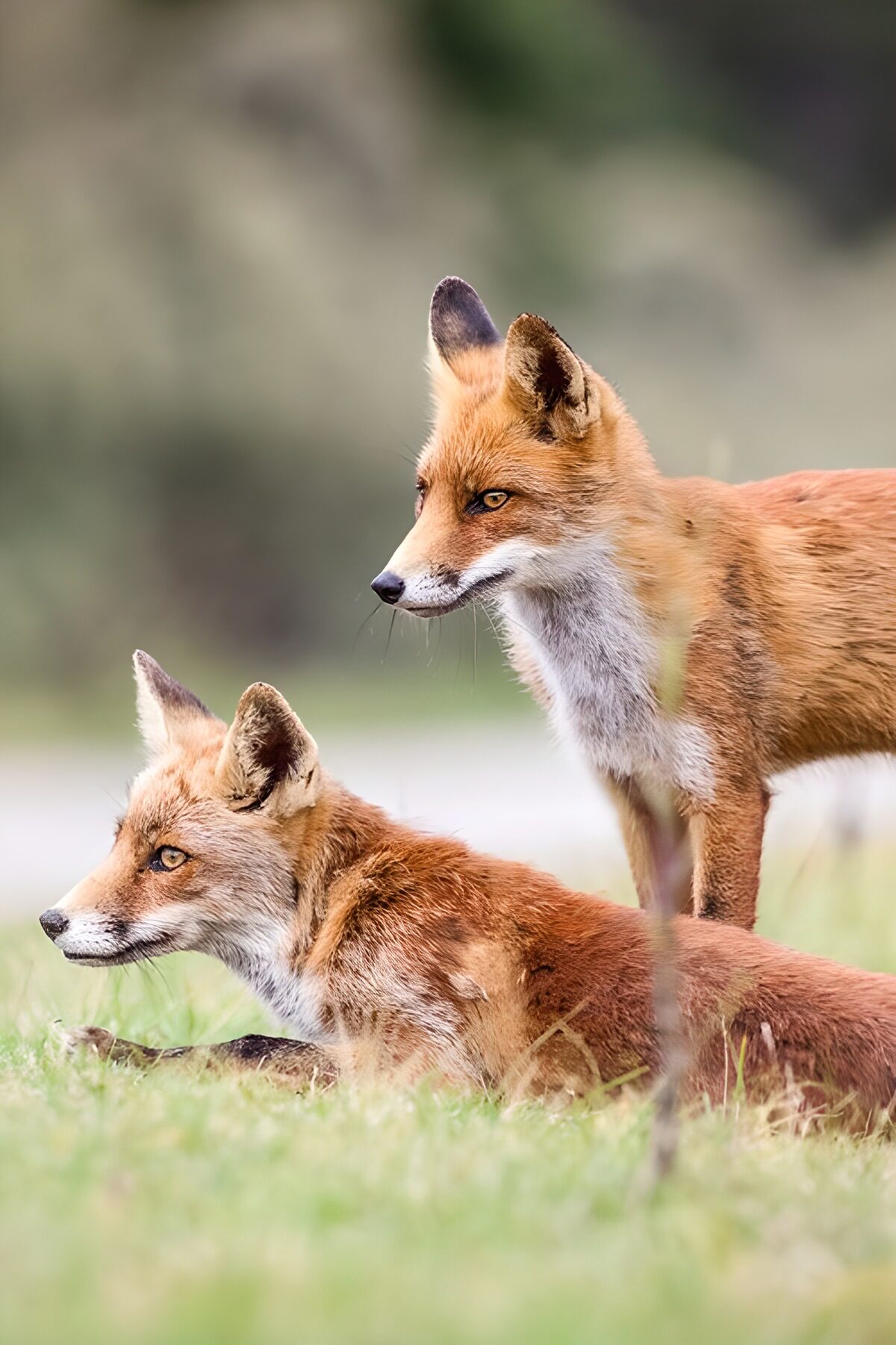 Two red foxes keeping watch