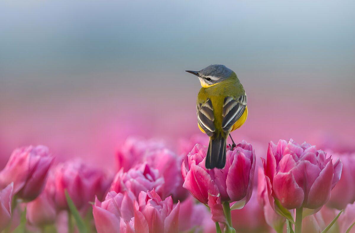 Yellow wagtail on a pink tulip in spring