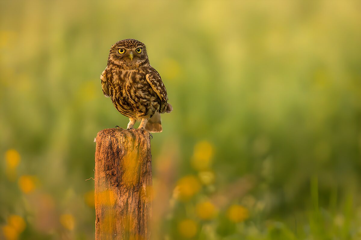 Little owl on a sunlit wooden post