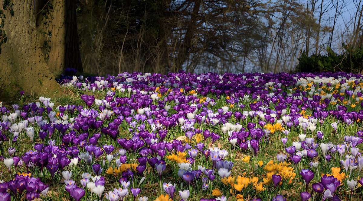 A woodland floor woven with crocuses