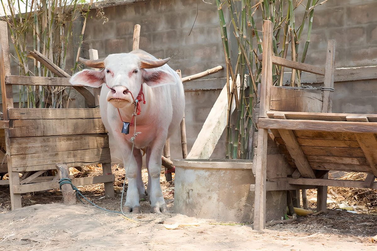 White cow in a sunlit wooden pen