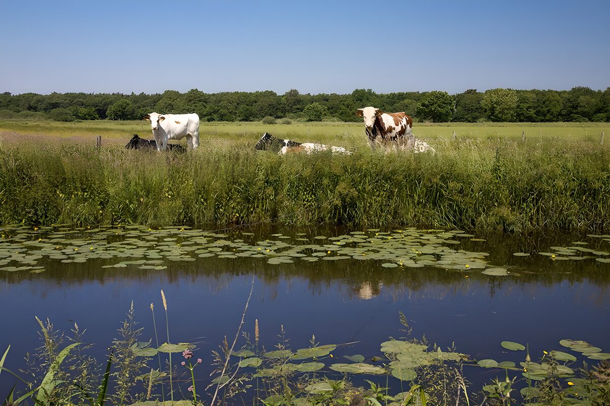 Cows by a sunlit pasture pond