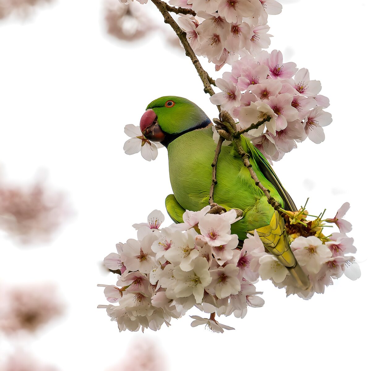 Green parakeet among spring cherry blossoms