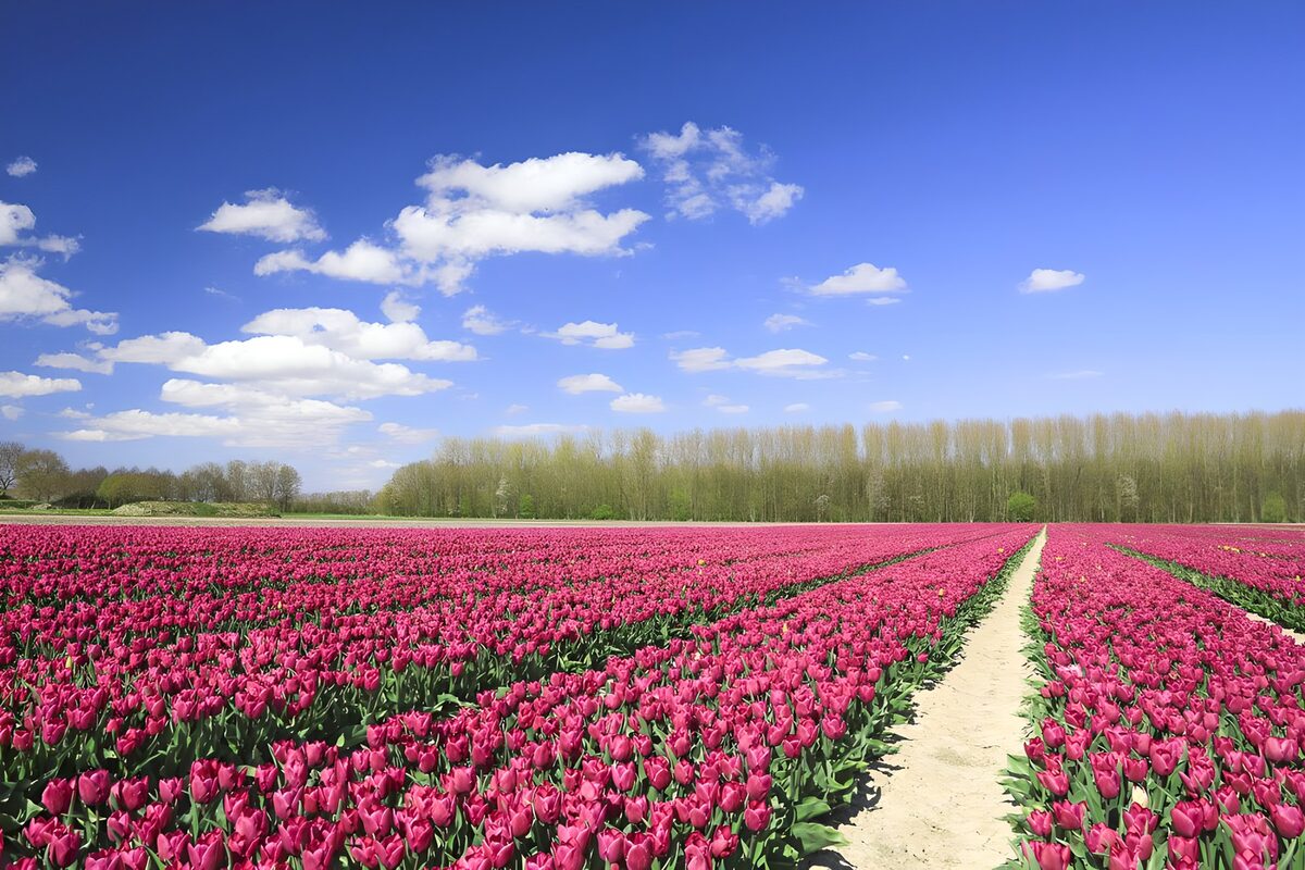 Pink tulip rows in spring sunshine