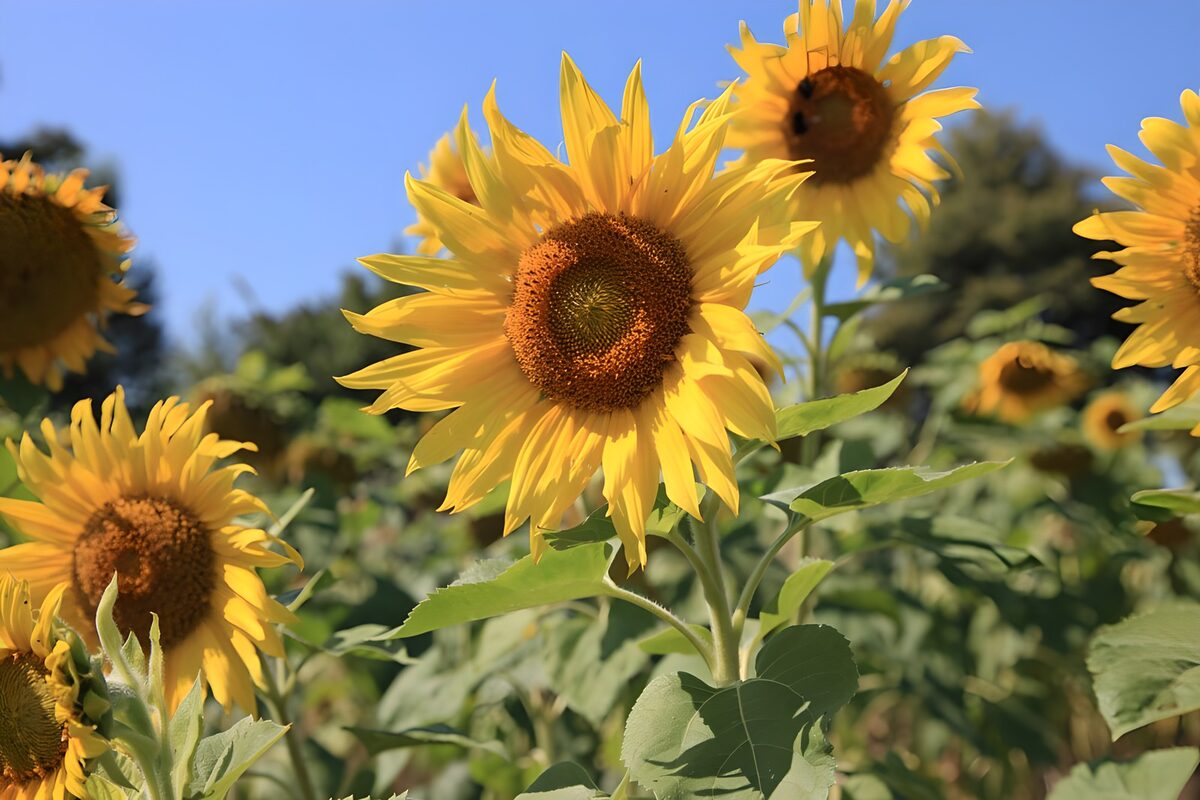 Sunflowers beneath a clear blue sky