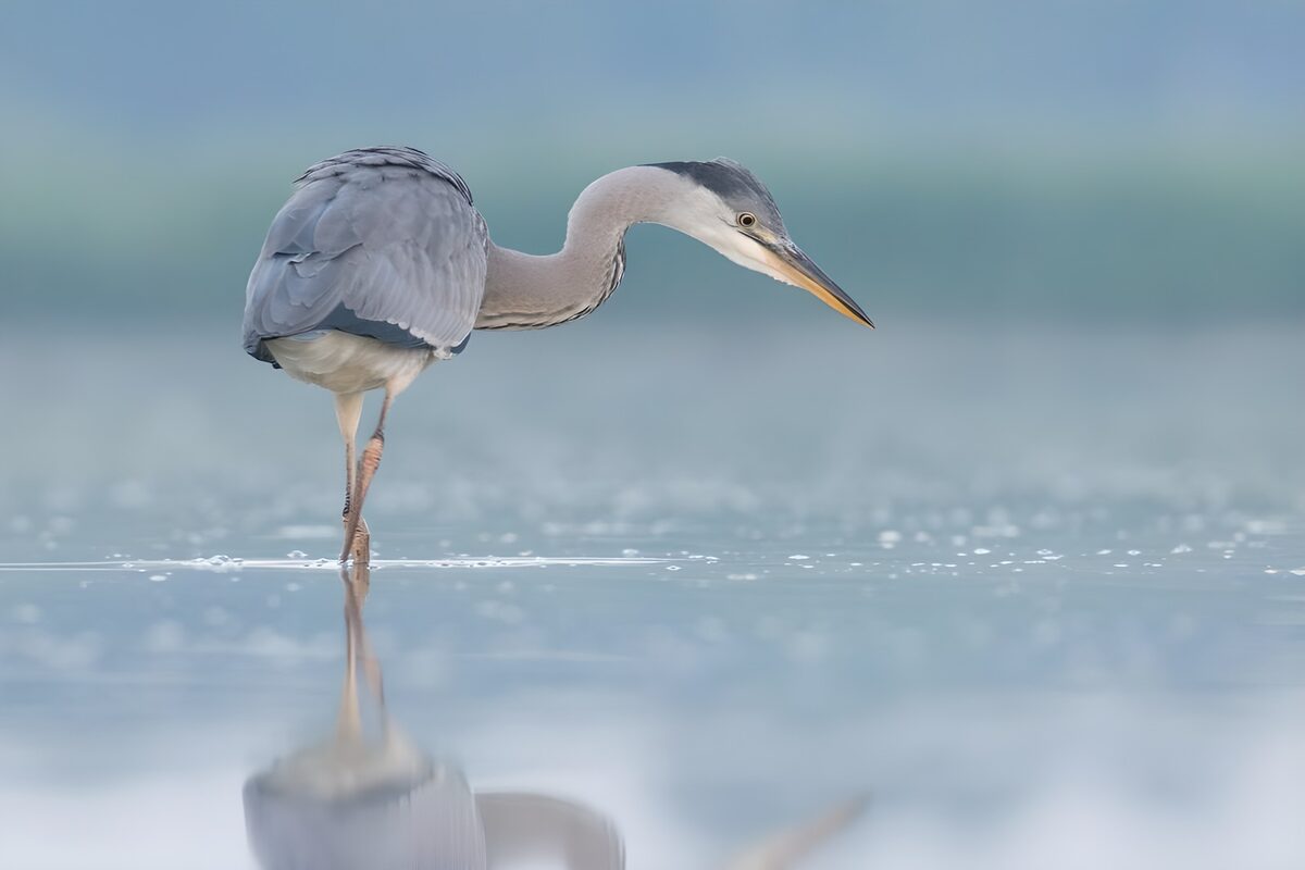 Grey heron standing in still water