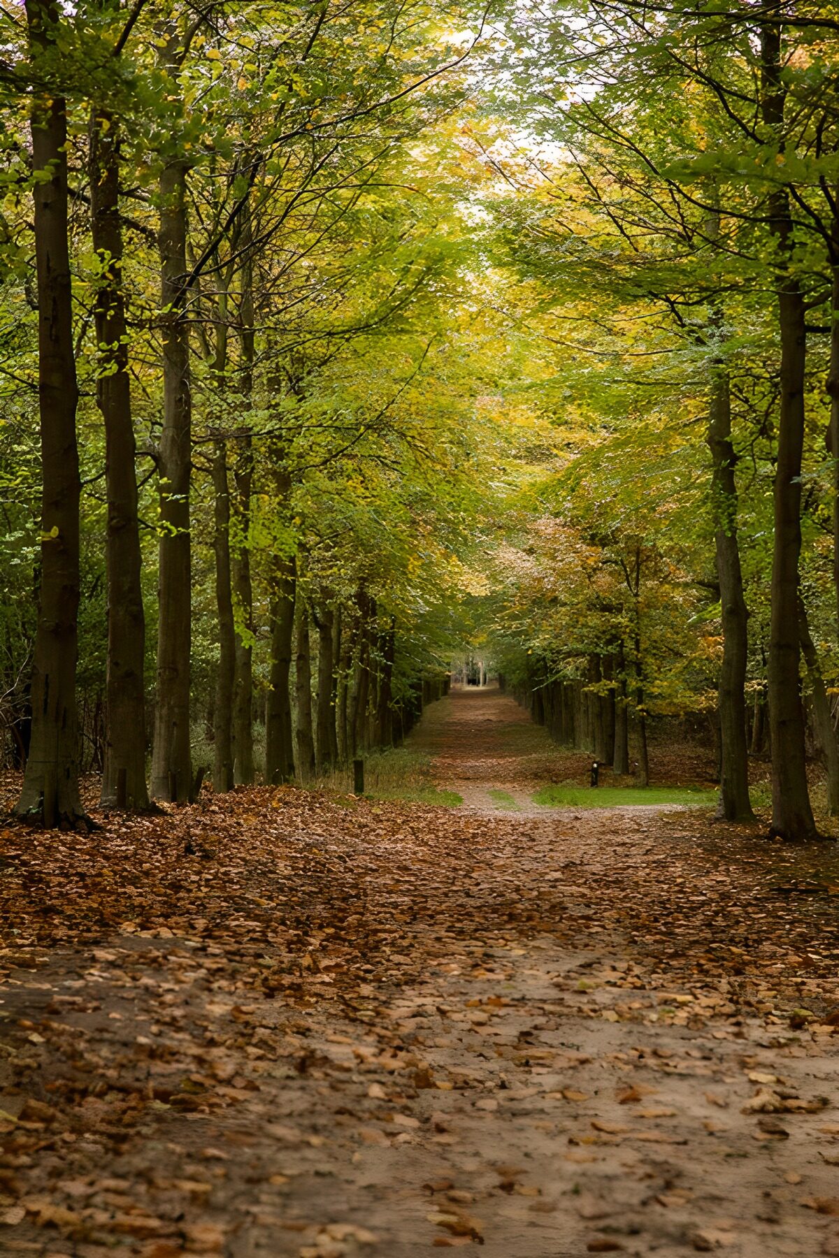 A quiet tree-lined autumn avenue
