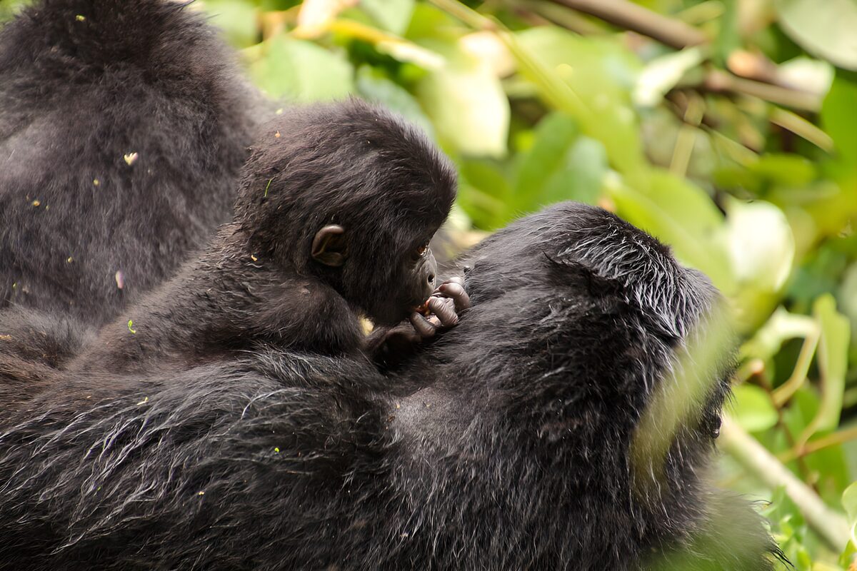 Young gorilla tucked against an adult