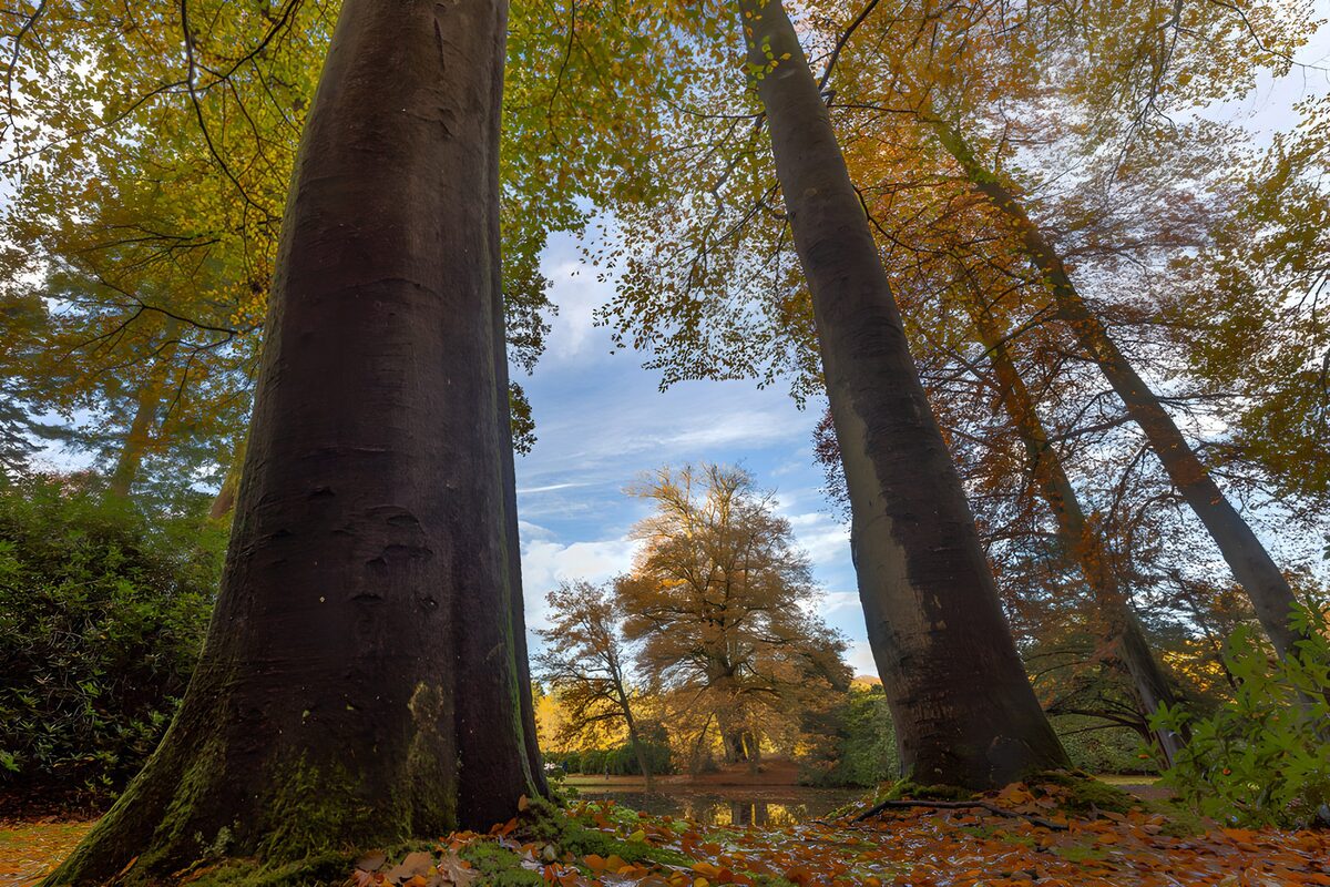 Autumn trees beside a quiet pond