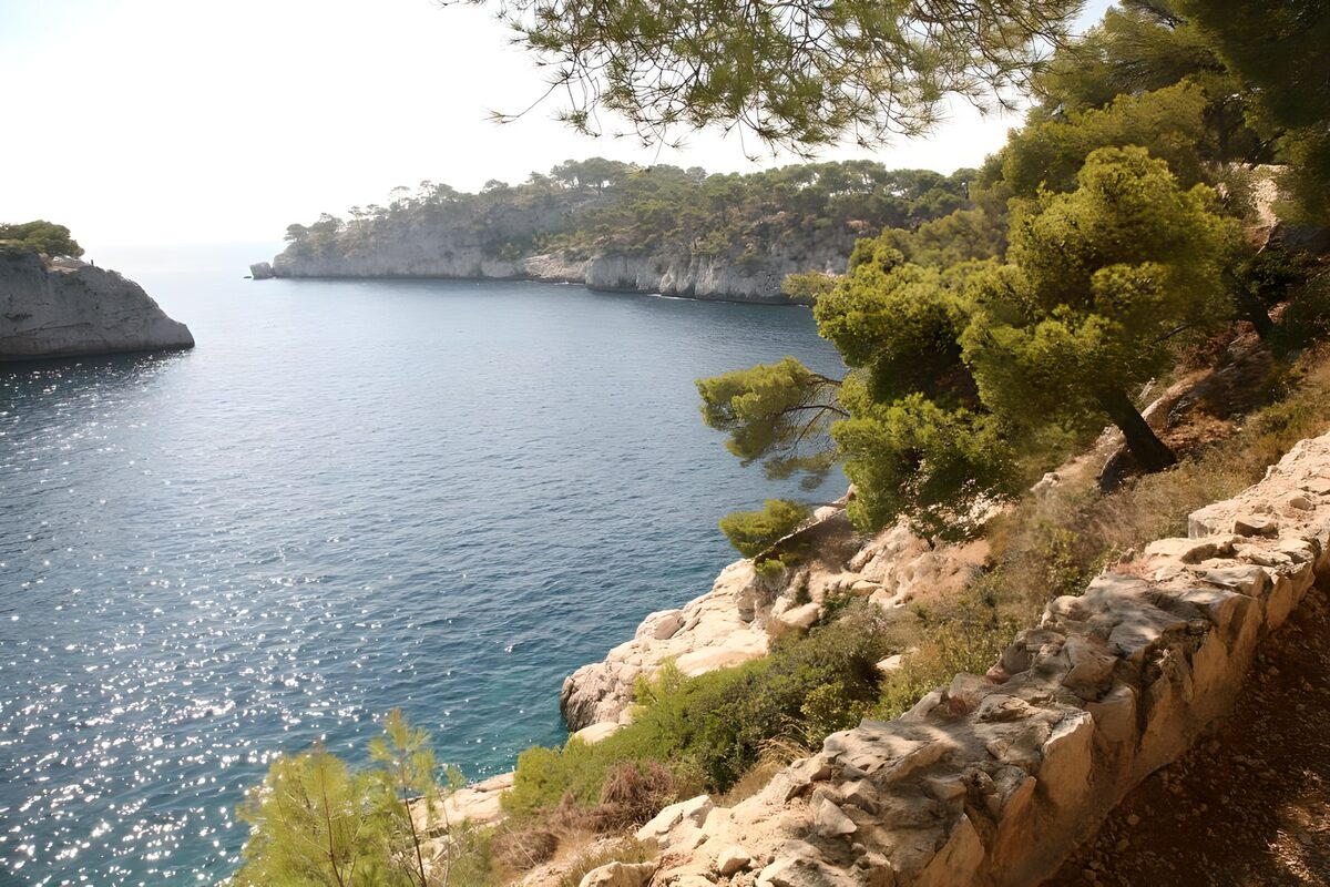 Sunlit bay with cliffs and pines