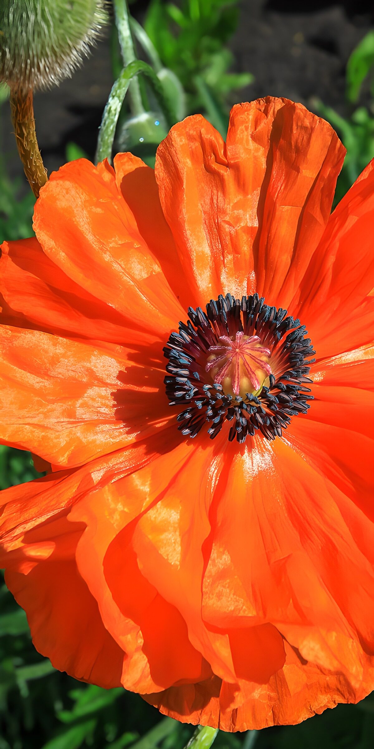 Orange poppy in full sun