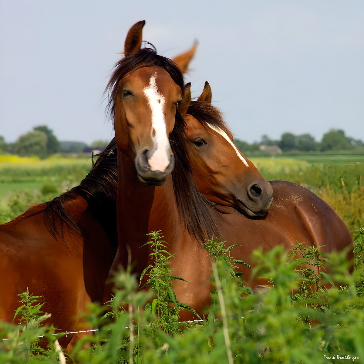 Two brown horses in a sunlit meadow