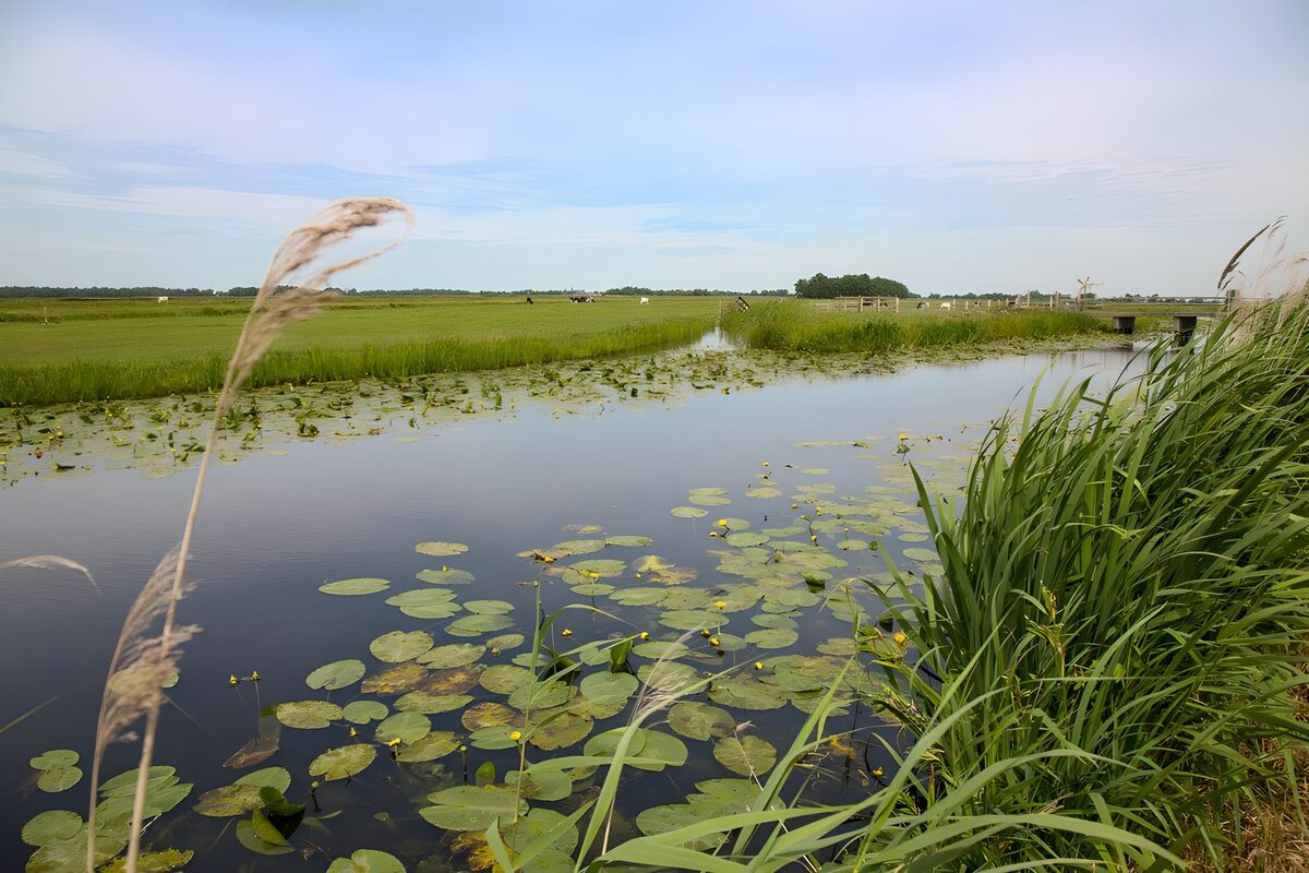 Lily pads and cows by a quiet canal