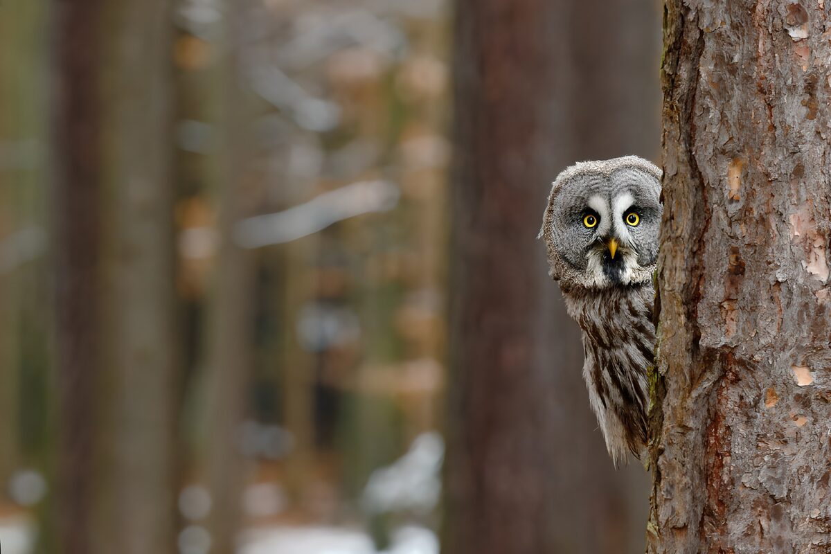 Great grey owl peering round a trunk