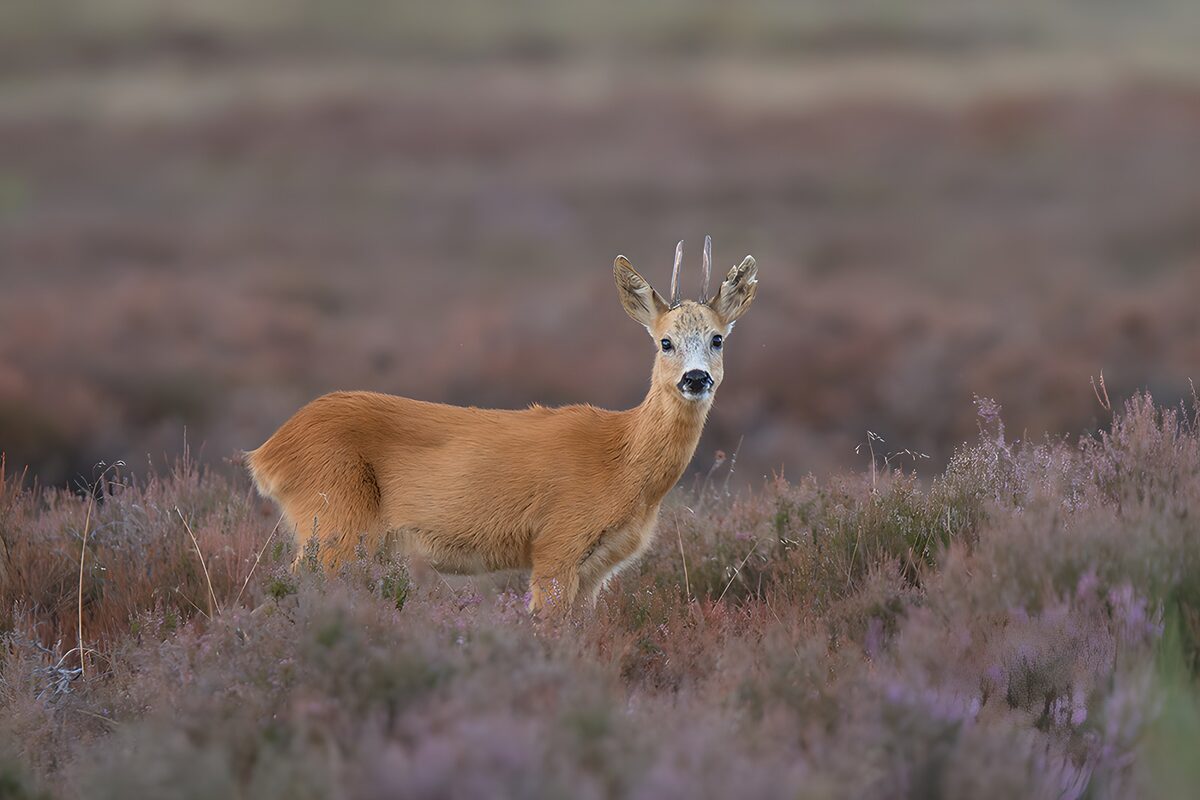 Roe deer on watch in flowering heather