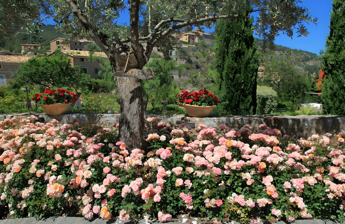 Sunlit roses beneath an olive tree
