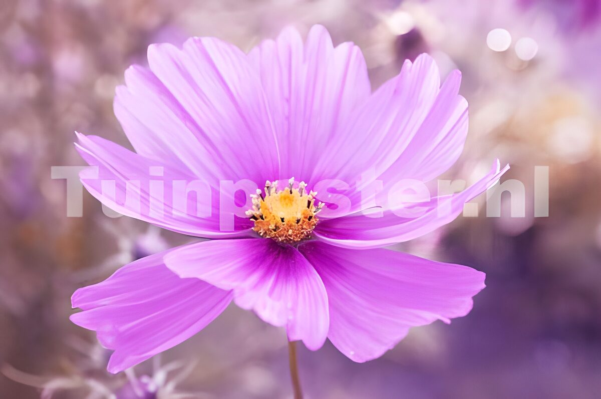 Pink cosmos against a soft blur